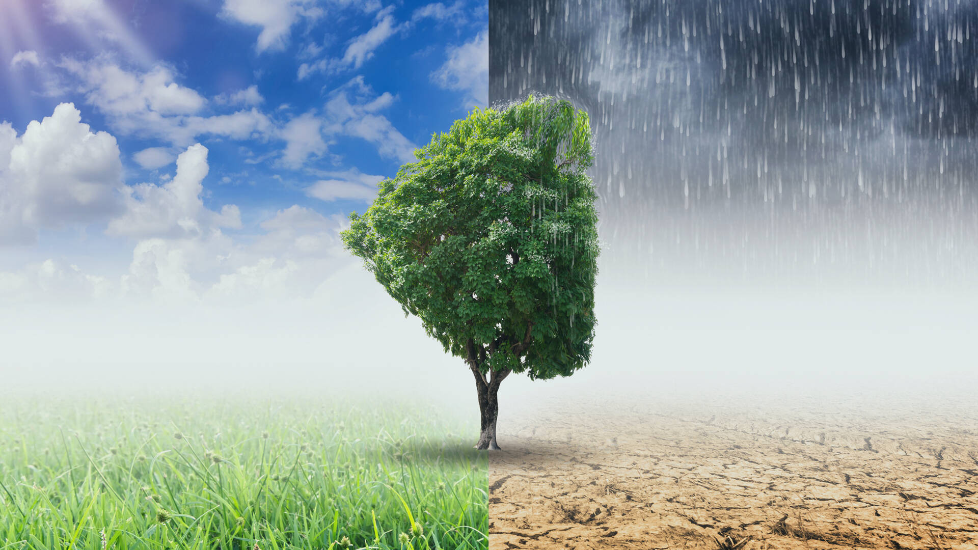 tree-1.jpg